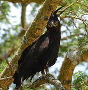 Long-crested Eagle