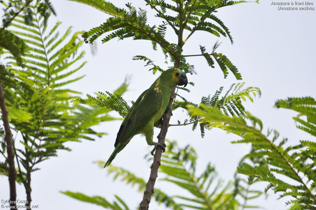 Amazone à front bleu