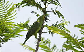 Turquoise-fronted Amazon