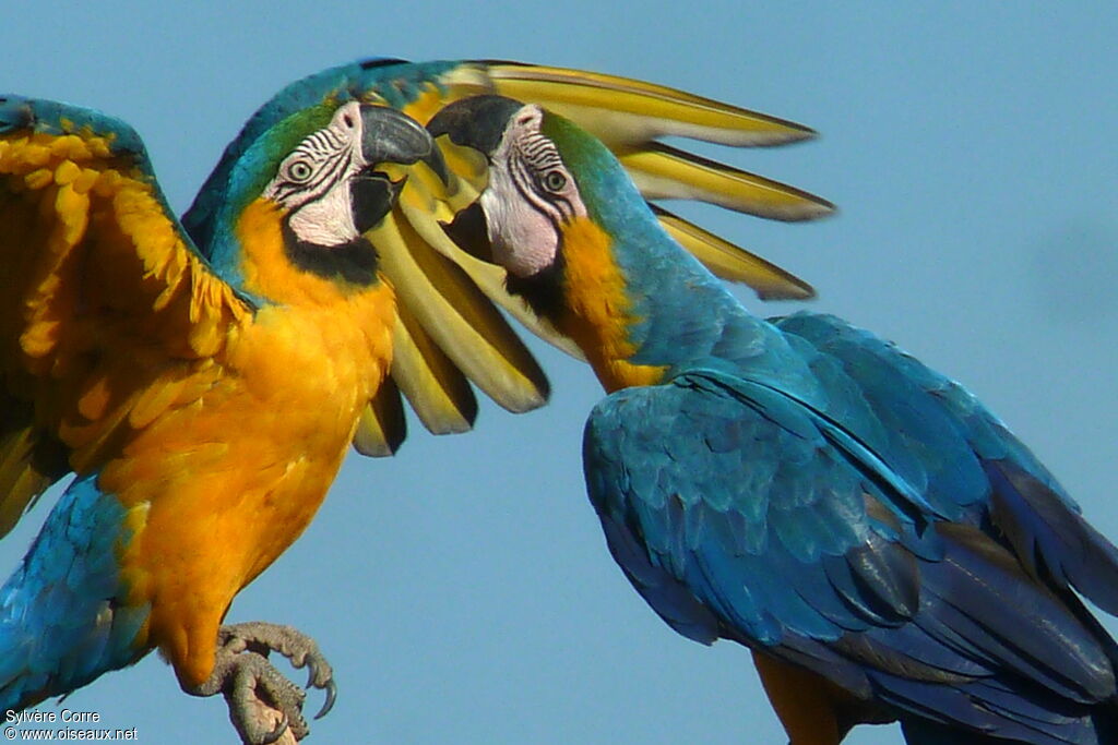 Blue-and-yellow Macaw adult