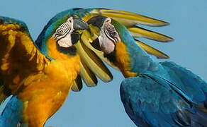 Blue-and-yellow Macaw