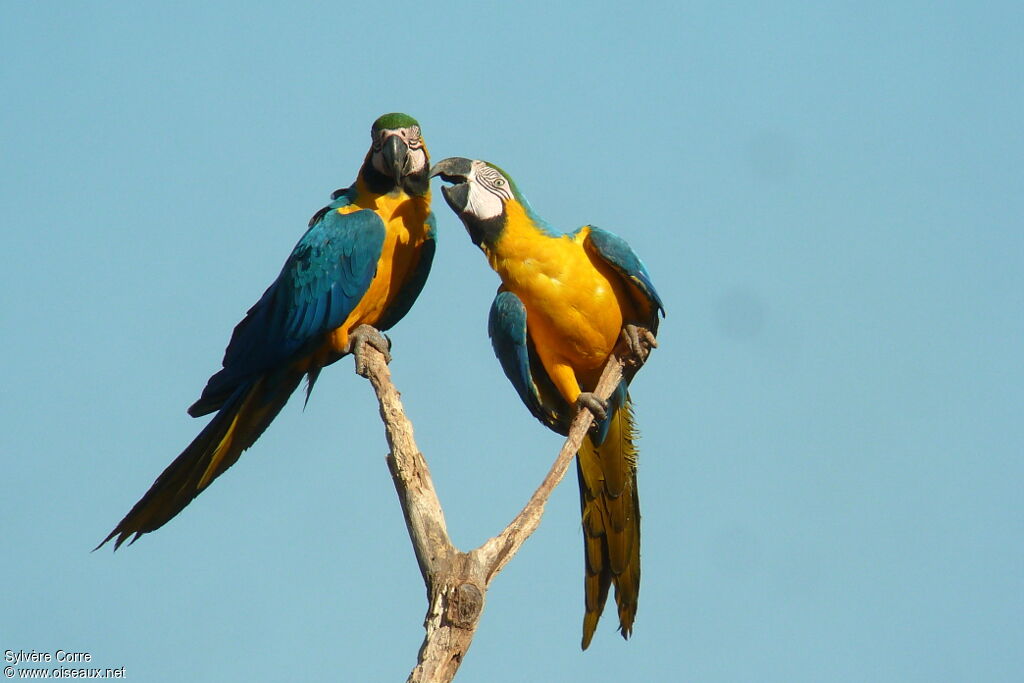 Blue-and-yellow Macaw adult