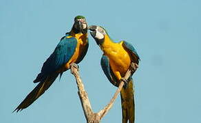 Blue-and-yellow Macaw