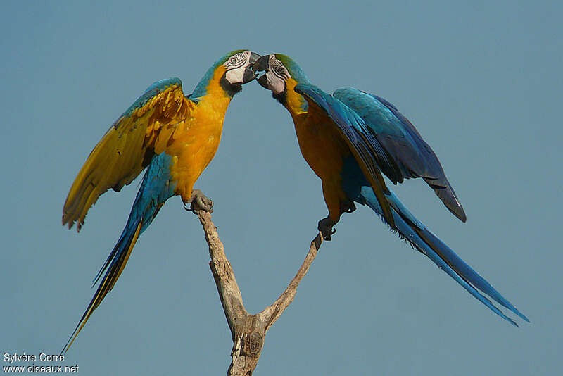 Blue-and-yellow Macawadult breeding, identification