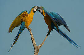 Blue-and-yellow Macaw