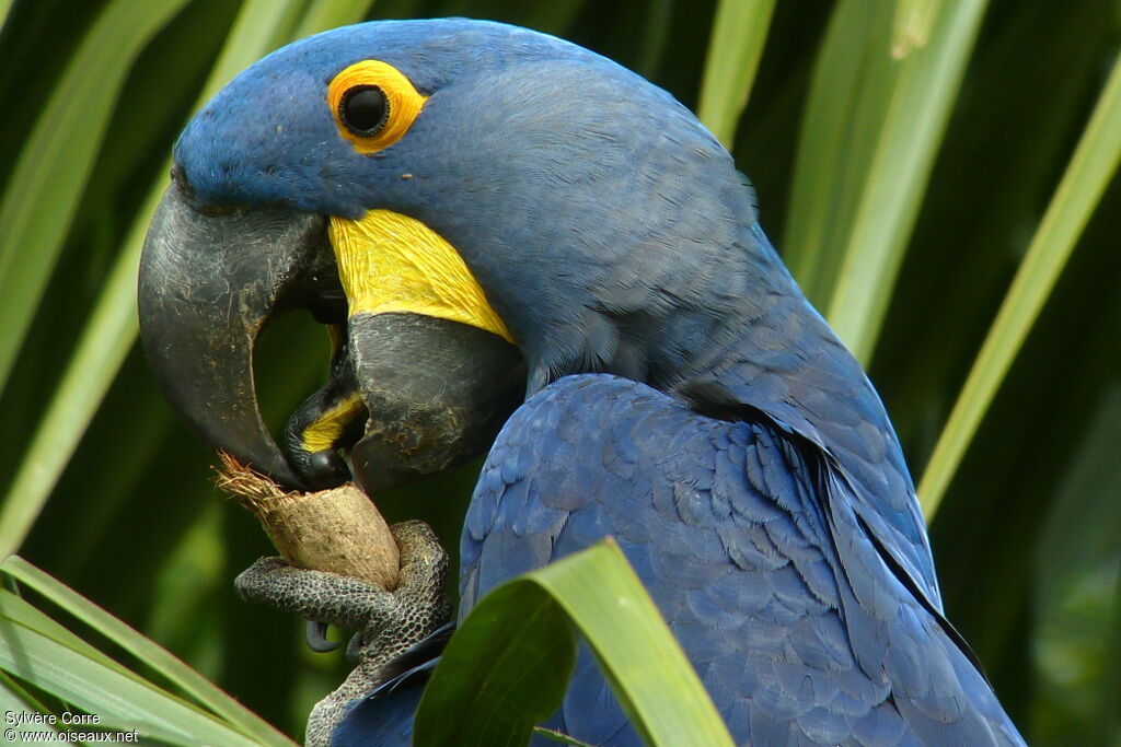 Hyacinth Macawadult