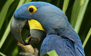 Hyacinth Macaw