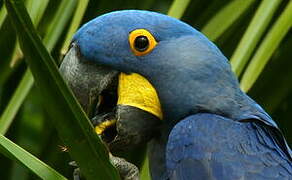 Hyacinth Macaw