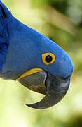 Hyacinth Macaw