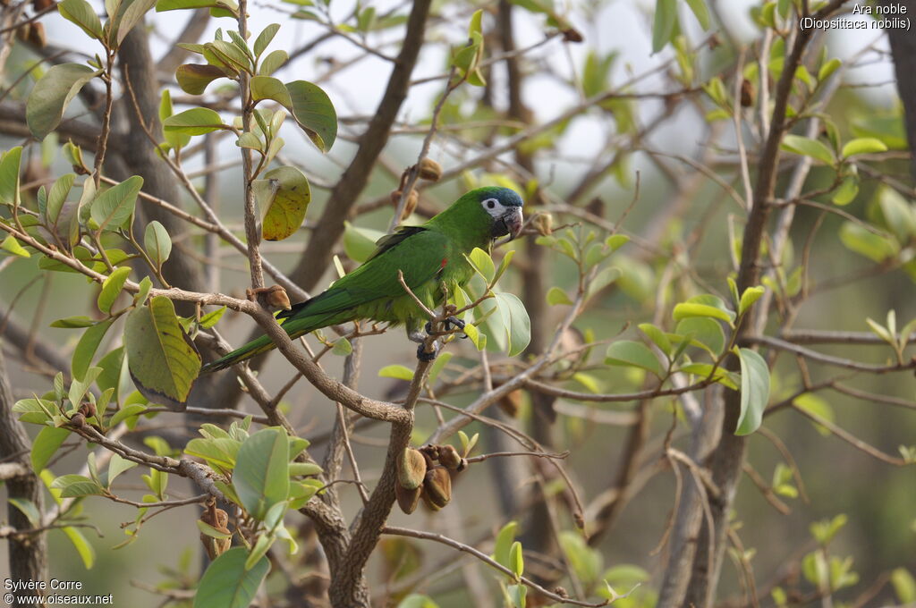 Red-shouldered Macawadult