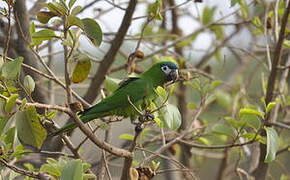 Red-shouldered Macaw