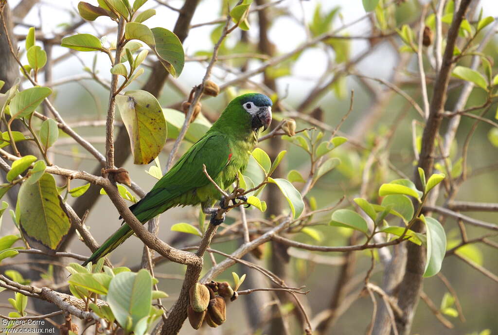 Red-shouldered Macawadult, identification