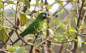 Red-shouldered Macaw