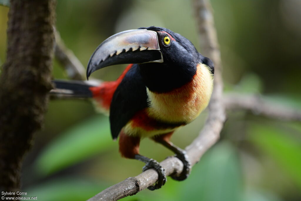 Collared Aracariadult