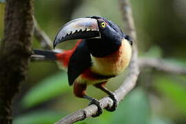 Collared Aracari