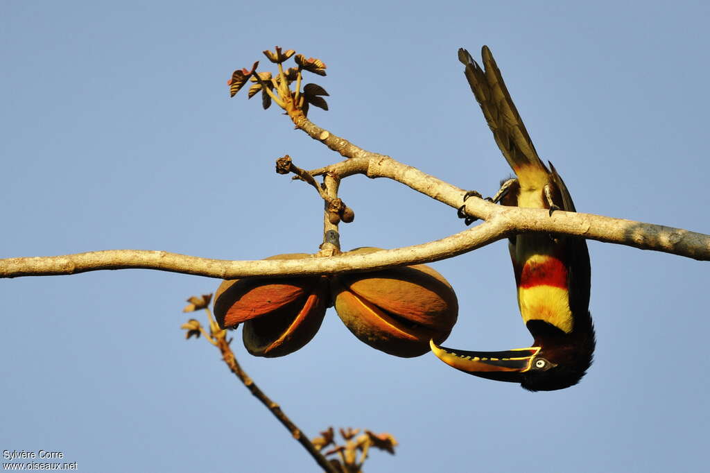 Chestnut-eared Aracariadult, feeding habits