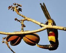 Chestnut-eared Aracari