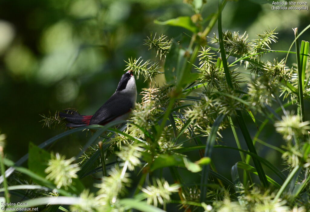 Black-headed Waxbilladult, eats