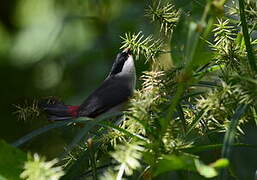 Black-headed Waxbill