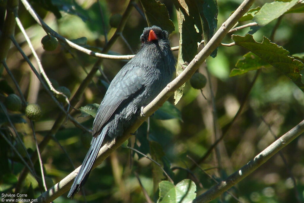 Black-fronted Nunbirdadult