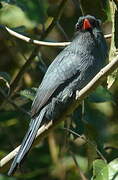 Black-fronted Nunbird