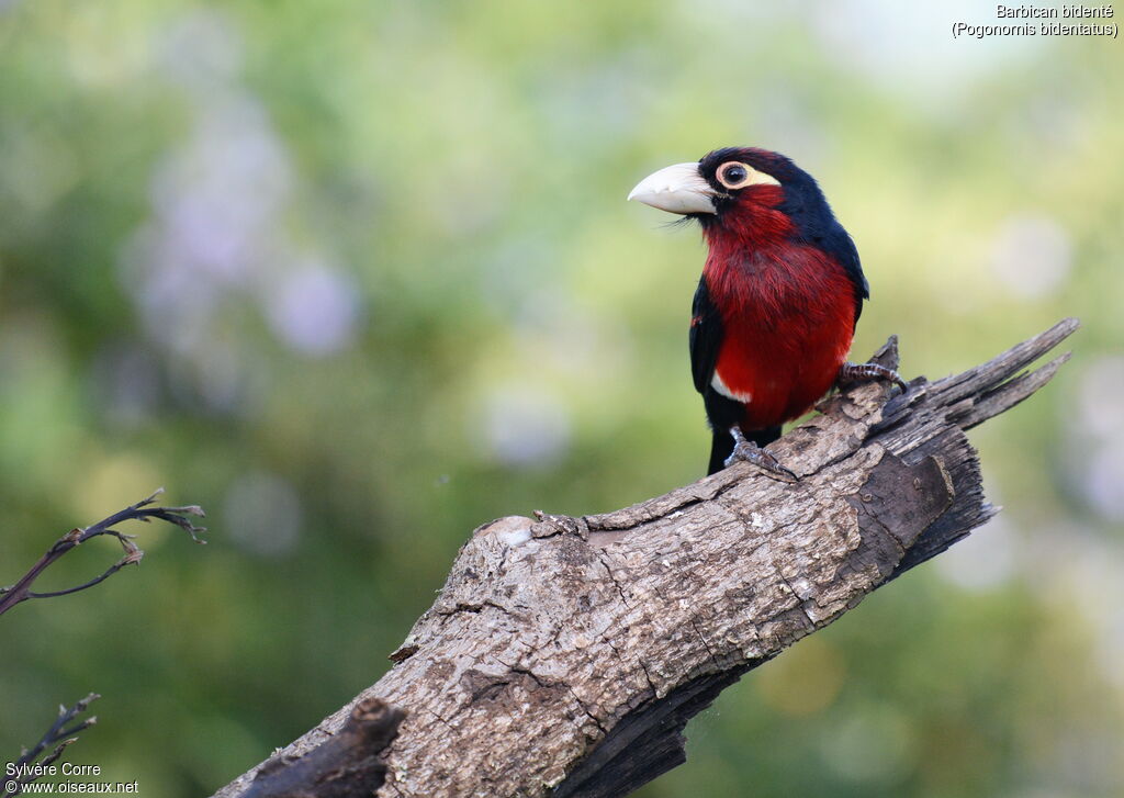 Double-toothed Barbetadult