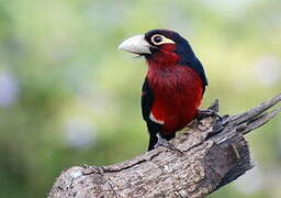 Double-toothed Barbet