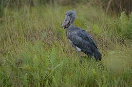 Shoebill