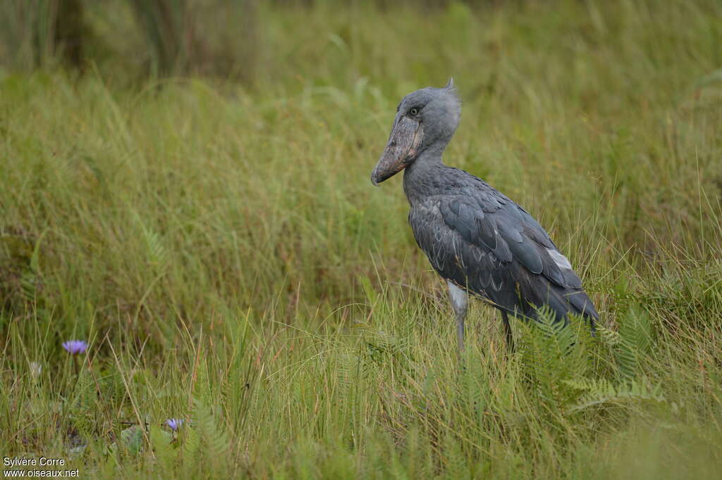 Shoebilladult, identification, moulting