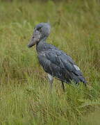 Shoebill