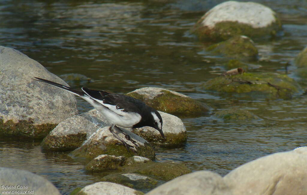 White-browed Wagtailadult, drinks