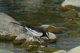 White-browed Wagtail