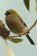 Red-headed Bullfinch