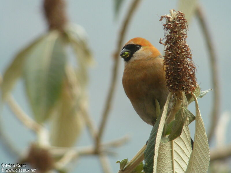 Red-headed Bullfinch male adult