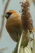 Red-headed Bullfinch