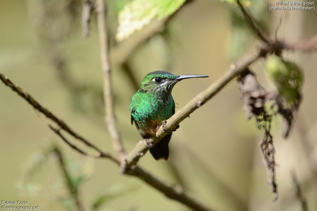 Violet-fronted Brilliant