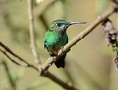 Violet-fronted Brilliant