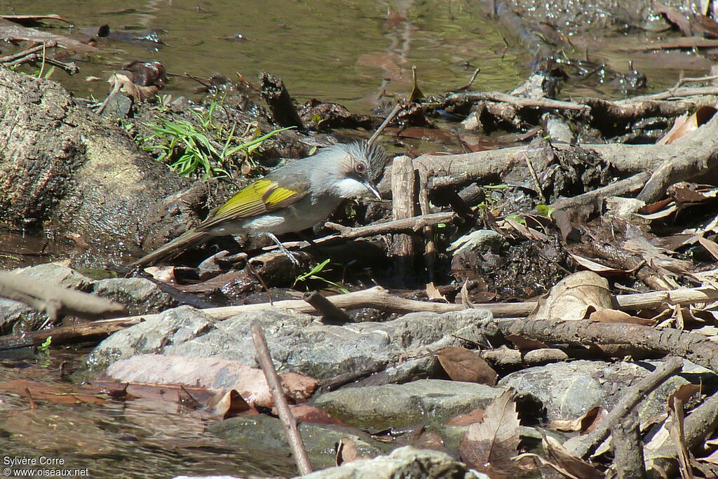 Bulbul à ailes vertesadulte, boit