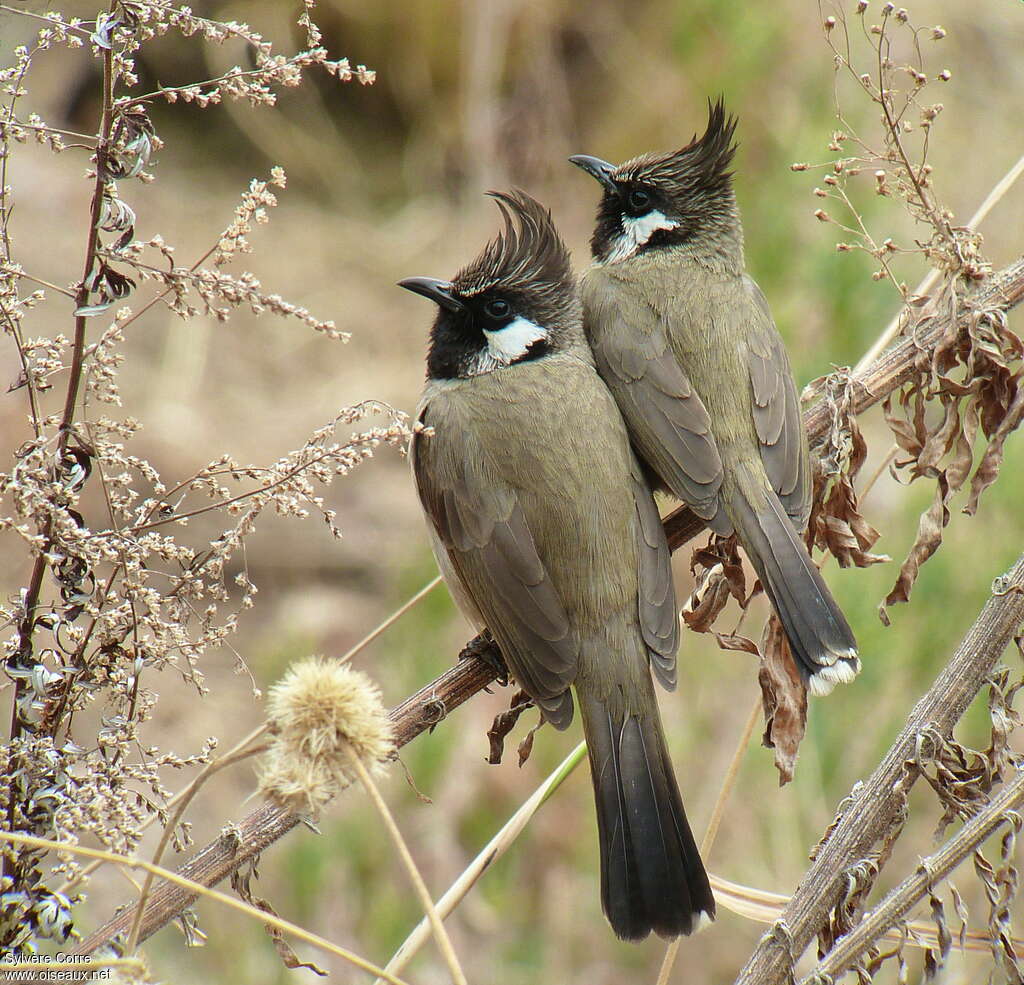 Himalayan Bulbuladult