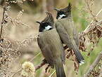 Bulbul à joues blanches