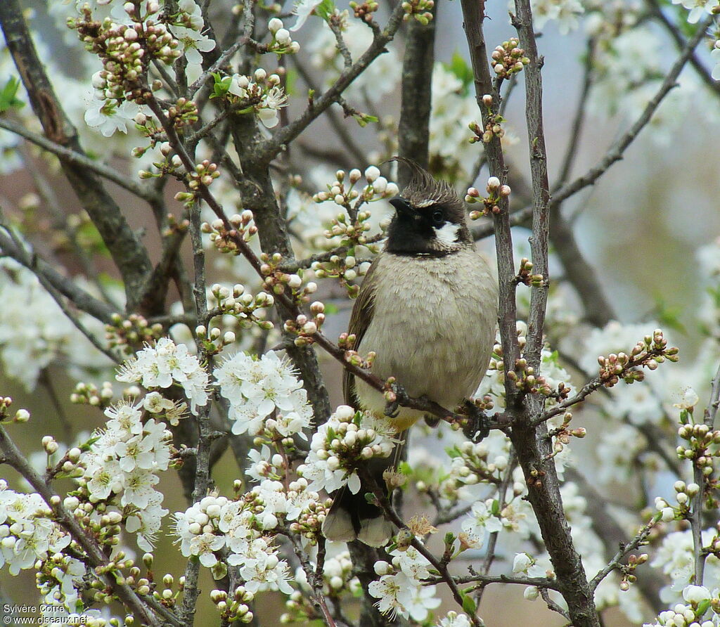 Himalayan Bulbuladult