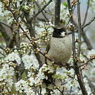 Bulbul à joues blanches