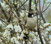 Bulbul à joues blanches