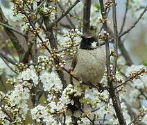 Himalayan Bulbul