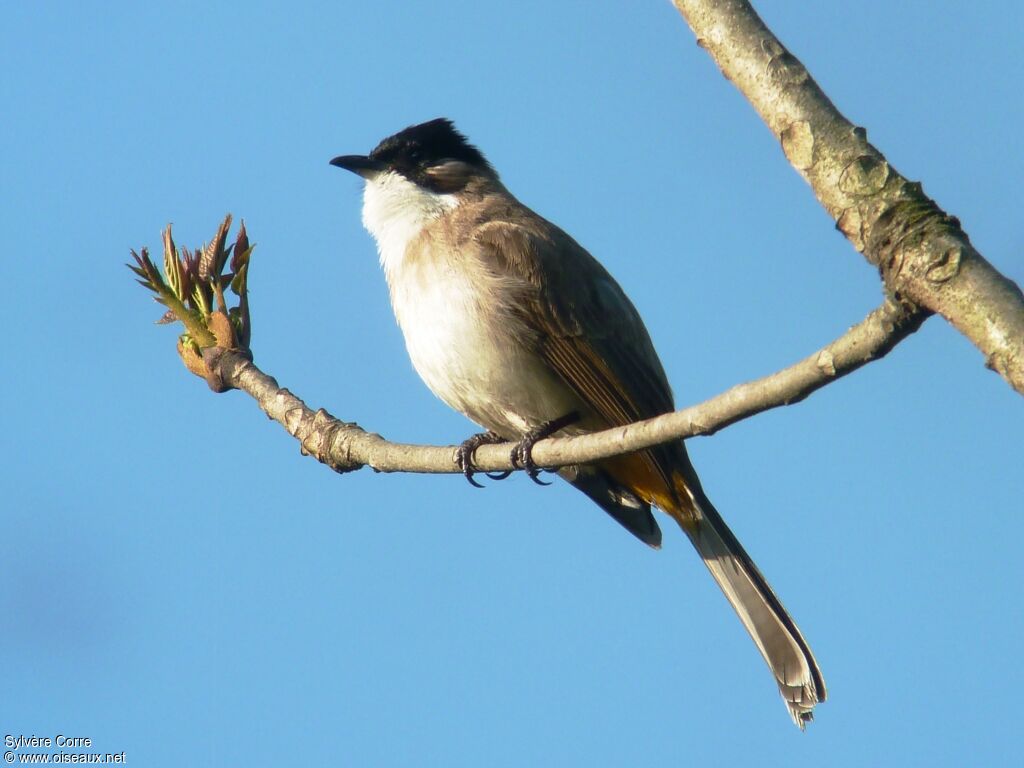 Brown-breasted Bulbuladult