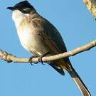 Bulbul à poitrine brune