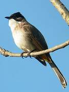 Bulbul à poitrine brune