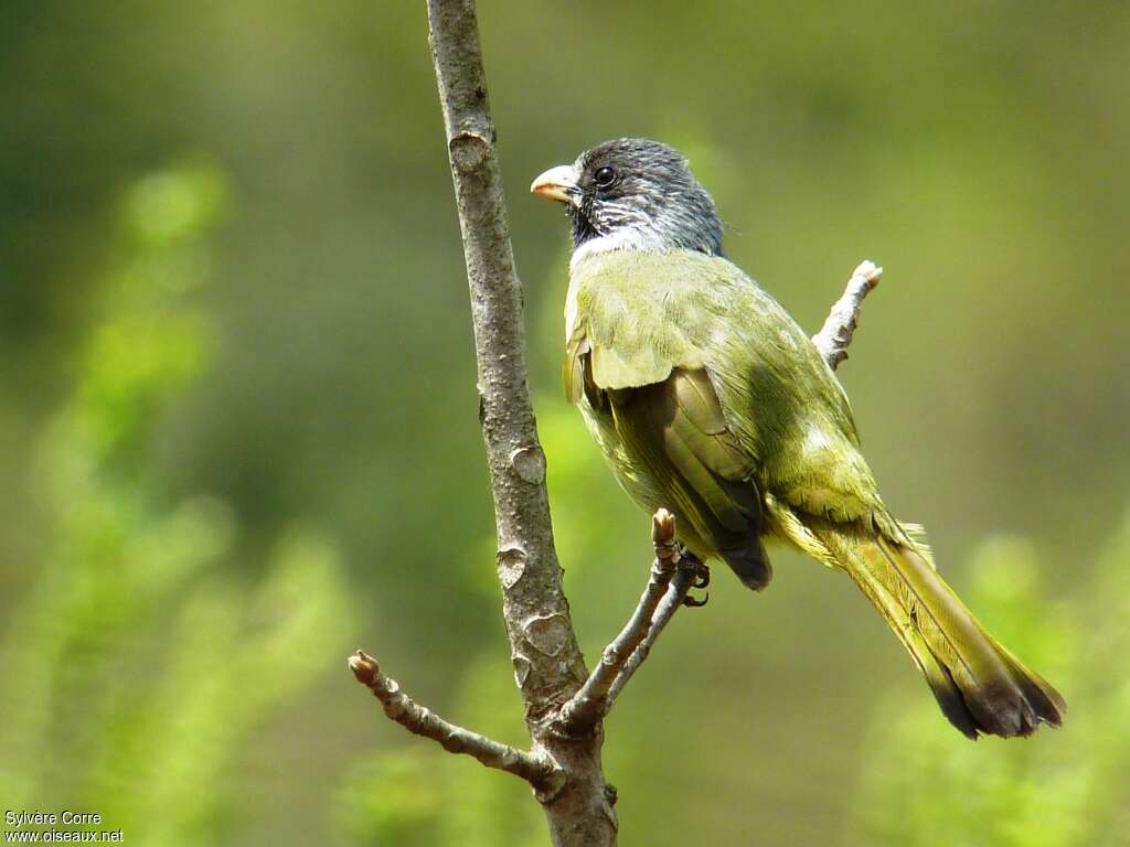 Collared Finchbilladult, identification