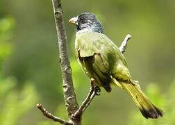 Collared Finchbill