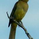 Bulbul importun